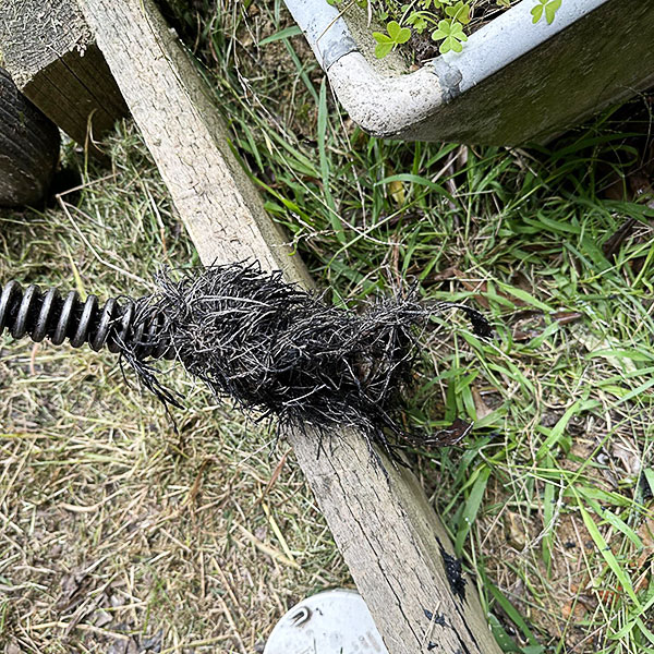 Tree roots removed from a sewer pipe